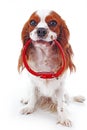 Cute cavalier king charles spaniel dog puppy on white studio background. Dog puppy with red dog collar.