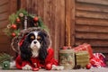 Cute cavalier king charles spaniel dog in red coat celebrating christmas at cozy country house
