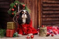 Cute cavalier king charles spaniel dog in red coat celebrating christmas at cozy country house