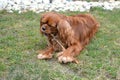 Cute cavalier king charles spaniel with its wood stick toy