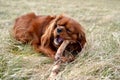 Cute cavalier king charles spaniel with its wood stick toy