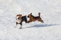 Cute cavalier king charles spaniel puppy and petit brabancon puppy are playing in the winter park. Pet animals