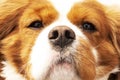 Cute cavalier king charles spaniel a three-year-old Close-up Royalty Free Stock Photo