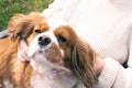 Cute cavalier king charles spaniel a three-year-old Close-up Royalty Free Stock Photo