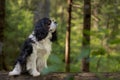 Cute cavalier King Charles spaniel tricolor, sitting on a log of a fallen tree against the background of a green forest