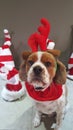 Cute cavalier king charles spaniel wearing deer antlers for Christmas looking at the viewer