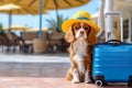 Cute Cavalier King Charles Spaniel wearing a summer hat near a blue travel suitcase. Concept Traveling with Pets