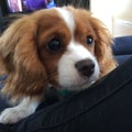 Cute cavalier puppy