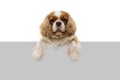 Cute  cavalier spaniel dog with paws over white gray blank . Isolated on white background Royalty Free Stock Photo