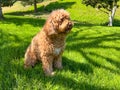 Cute Cavapoo Dog in a Park Royalty Free Stock Photo
