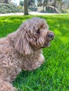 Cute Cavapoo Dog in a Park Royalty Free Stock Photo