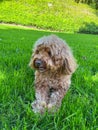 Cute Cavapoo Dog in a Park Royalty Free Stock Photo