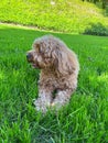 Cute Cavapoo Dog in a Park Royalty Free Stock Photo