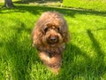 Cute Cavapoo Dog in a Park Royalty Free Stock Photo