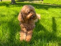 Cute Cavapoo Dog in a Park Royalty Free Stock Photo
