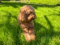 Cute Cavapoo Dog in a Park Royalty Free Stock Photo