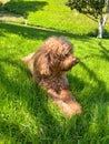 Cute Cavapoo Dog in a Park Royalty Free Stock Photo