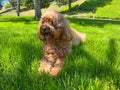 Cute Cavapoo Dog in a Park Royalty Free Stock Photo