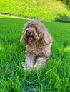 Cute Cavapoo Dog in a Park Royalty Free Stock Photo