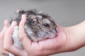 Cute cavia porcellus pig on asian child girl hands , pet and owern on background Royalty Free Stock Photo