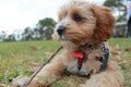 Cute Cavoodle puppy chewing a stick in the grass Royalty Free Stock Photo
