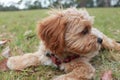 Cute Cavoodle puppy chewing a stick in the grass