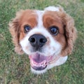Cute cavoodle smiling looking at the the viewer Royalty Free Stock Photo