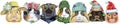 Large guinea pigs border set, pet portraits Royalty Free Stock Photo