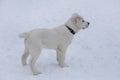 Cute central asian shepherd dog puppy is standing on a white snow in the winter park. Pet animals Royalty Free Stock Photo