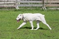 Cute central asian shepherd dog puppy is walking on a green grass in the summer park. Alabai or aziat. Pet animals.