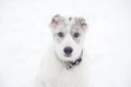 Cute Central Asian shepherd puppy. Royalty Free Stock Photo