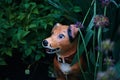 Cute ceramic dog figurine. spring garden after rain with garden statue. dark natural background, soft focus Royalty Free Stock Photo