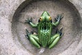 Cute ceramic green frog