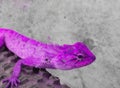 cute chameleon lizard with trendy neon purple color