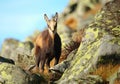 Cute chamois baby in mountains Royalty Free Stock Photo