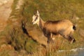 Cute chamois baby in mountains Royalty Free Stock Photo