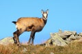 Cute chamois baby in mountains Royalty Free Stock Photo