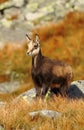 Cute chamois baby in mountains Royalty Free Stock Photo