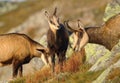 Cute chamois baby in mountains Royalty Free Stock Photo