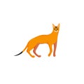 Cute character cartoon style of cat. Icon of abyssinian breed for different design.