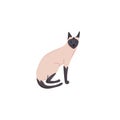 Cute character cartoon style of cat. Icon of siamese breed for different design.