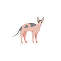 Cute character cartoon style of cat. Icon of sphynx breed for different design.