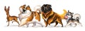Cute character different funny cartoon dogs isolated illustration