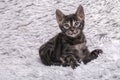 Cute charcoal Bengal kitten sitting on soft grey blanket Royalty Free Stock Photo