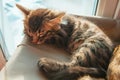 Cute charcoal longhair bengal kitty cat laying on the cat's window bed and sleeping