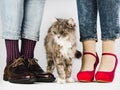 Cute, charming kitten and Legs of a young couple Royalty Free Stock Photo