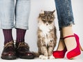 Cute, charming kitten and Legs of a young couple Royalty Free Stock Photo