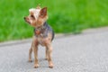 A cute and charming Yorkshire Terrier joyfully exploring the beautiful outdoors, having fun Royalty Free Stock Photo