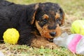 Cute cheeky playful pet puppy Airedale Terrier dog playing ball