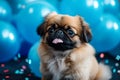 Cute cheerful brown Pekingese puppy with blue balloons on birthday party. Holiday and birthday concept. Generative AI
